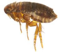Bed Bug Exterminator Winnipeg image 15